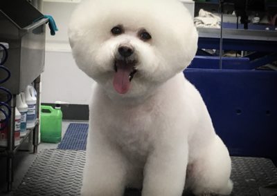 Bichon Frise Groomers