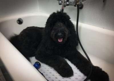 Blue Golden Doodle Pet Groomers