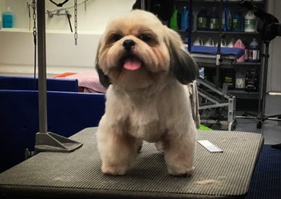 Lhasa Apso Florida Groomers