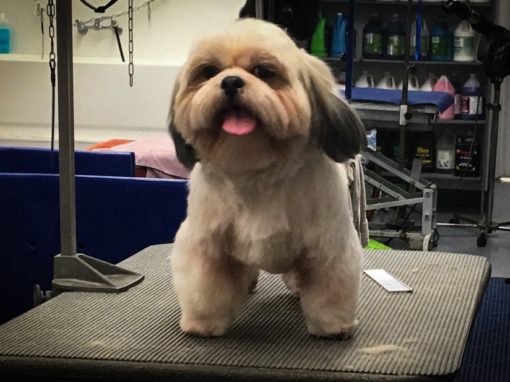 Lhasa Apso Groomed