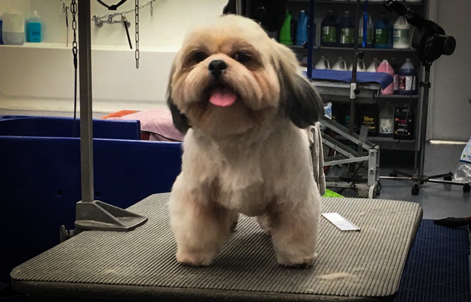 Lhasa Apso Groomed