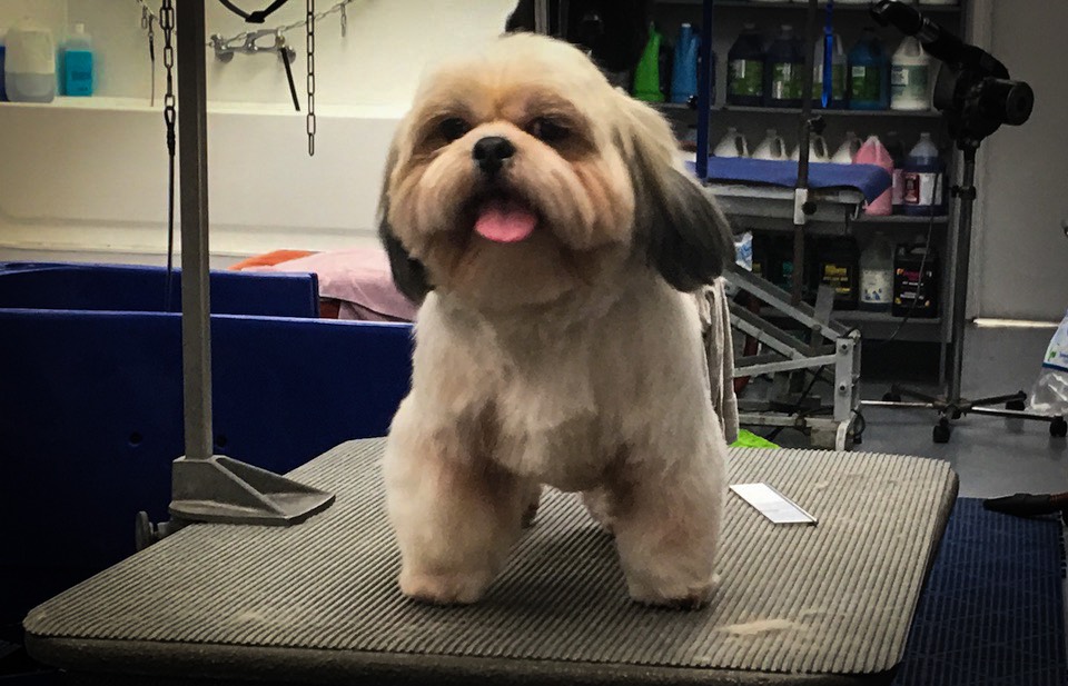 How To Cut A Lhasa Apso Head At Joel Norris Blog