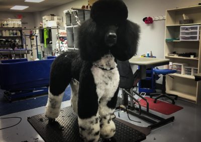 Parti-color Poodle Florida Groomers