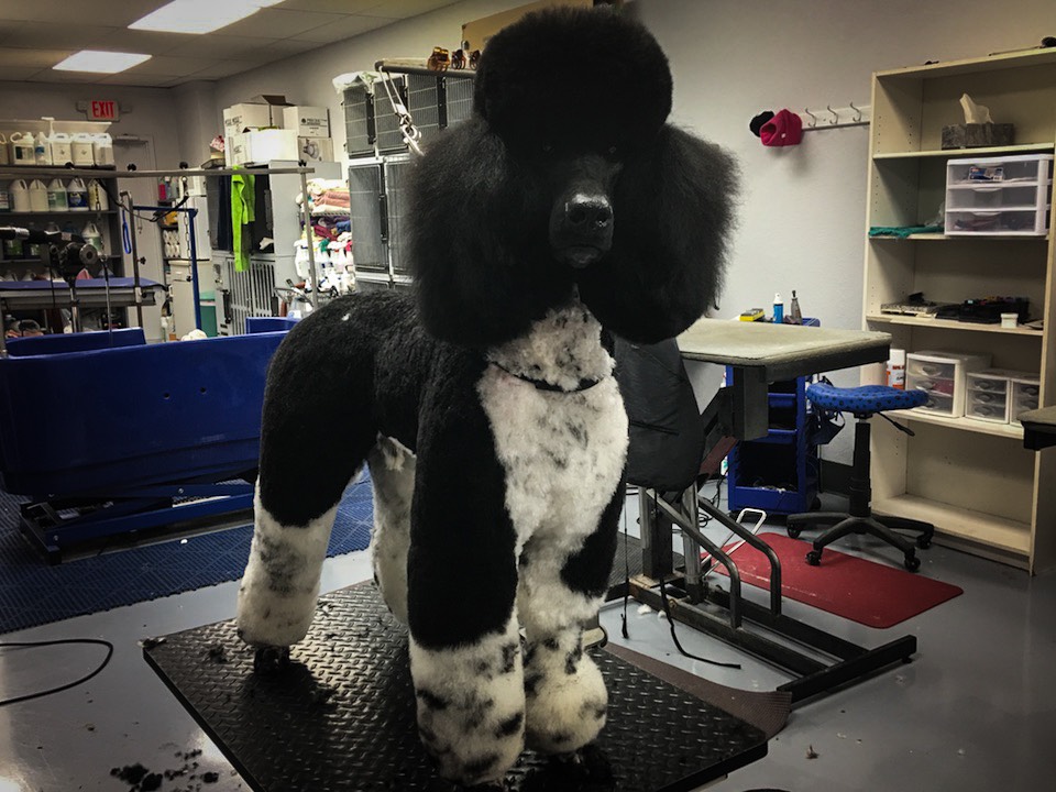 Parti-color Poodle Florida Groomers