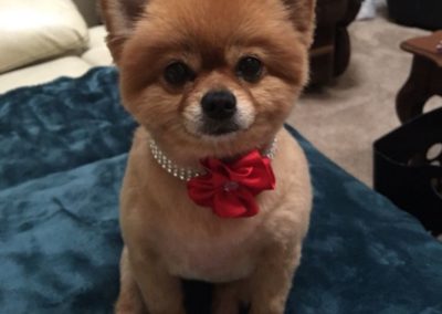 Pomeranian Dog Groomer