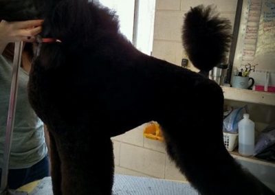 Poodle Groomer Florida Groomers