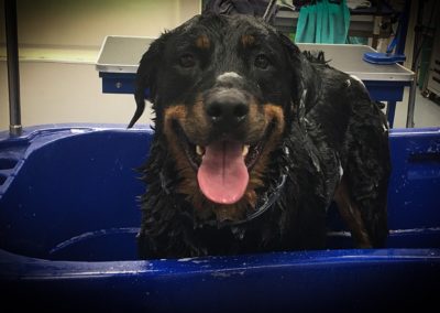 Rottweiler Groomer Florida Groomers