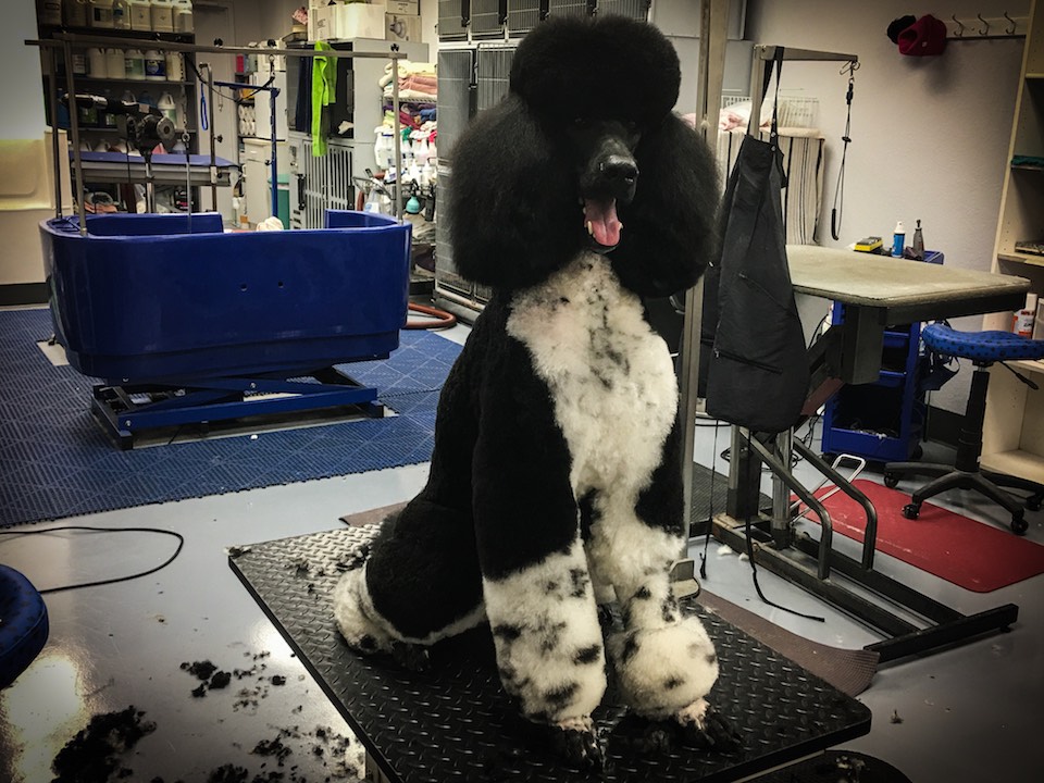 Standard Poodle Parti-color Groomers