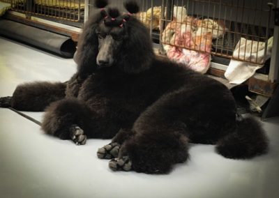 Standard Poodle Pet Groomers