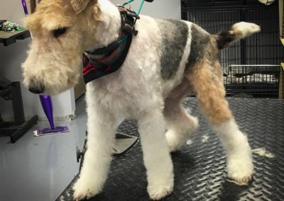 Wire Fox Terrier Florida Groomers