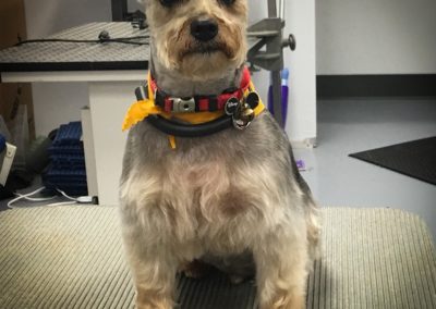 Yorkie Florida Groomers