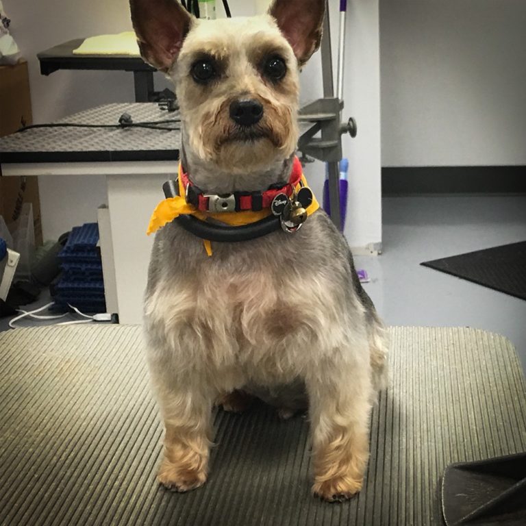 Groomed Yorkie Wags To Riches Dog Grooming