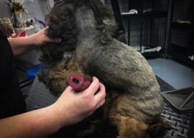 Yorkie Mix Matted Florida Groomers