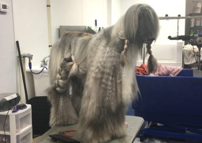 Afghan Hound Dog Groomer