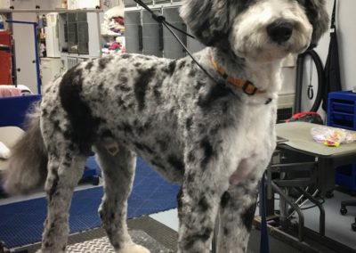 Bernese Mountain Dog Poodle Mix