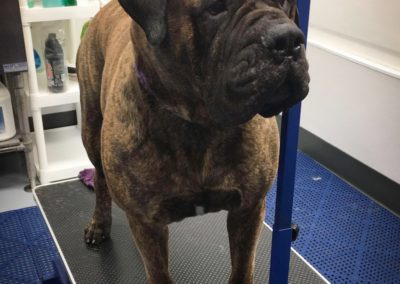 Central Florida Groomers Bullmastiff
