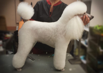 Groomer Mini Poodle