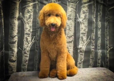 Red Golden Doodle Groomers