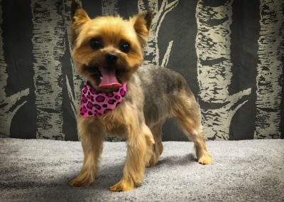 Yorkie Groomers