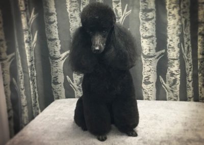 Kissimmee Dog Groomer Poodle