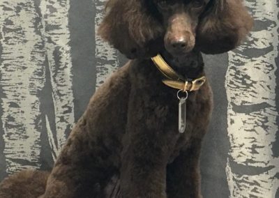 Maitland Dog Groomer Poodle