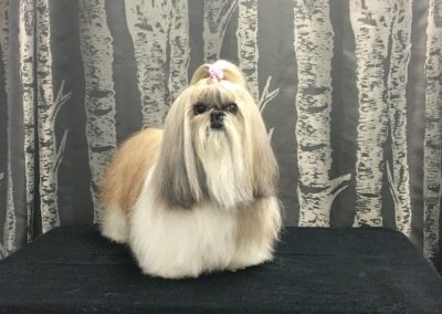 Shih Tzu Full Coat Dog Groomer