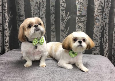 Shih Tzu Shave Off Groomer