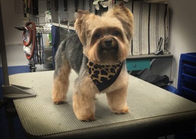 Yorki Teddy Bear Cut Groomer