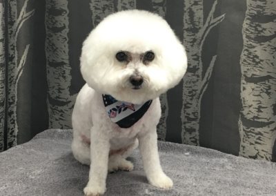 Bichon Frise Dog Groomers Florida