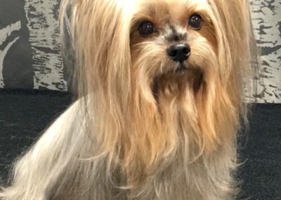 Dog Groomer Central Florida