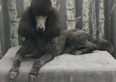 Groomer Standard Poodle