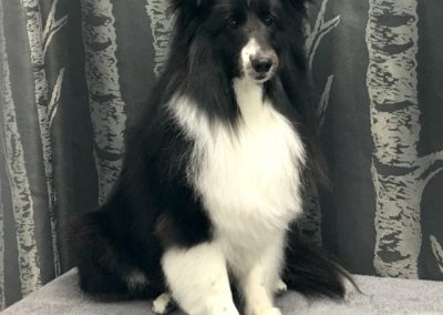 Ocoee Grooming Shetland Sheepdog