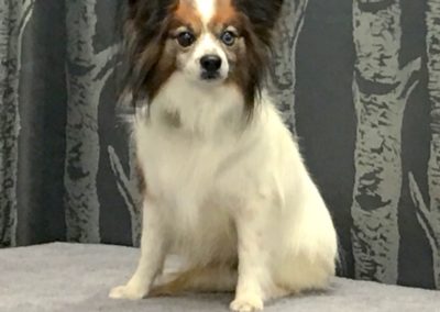 Windermere Dog Groomer Papillon