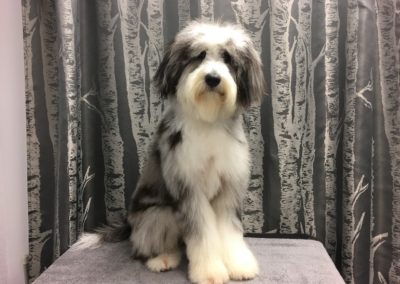 Aussie Doodle Dog Groomer