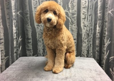 Aussie Doodle Groomer