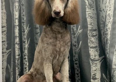 Chocolate Standard Poodle Cafe Au Lait