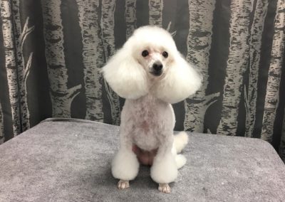 Groomer Toy Poodle