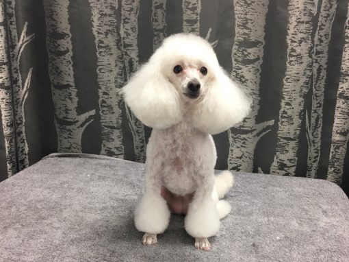 Groomer Toy Poodle