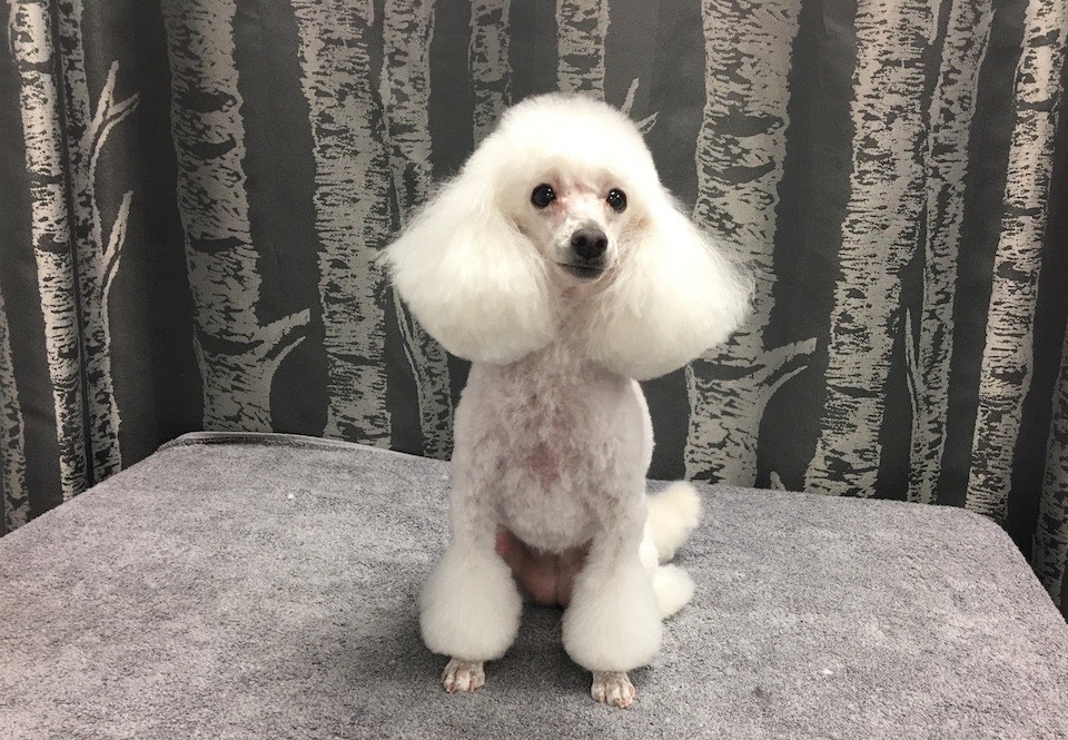 Groomer Toy Poodle