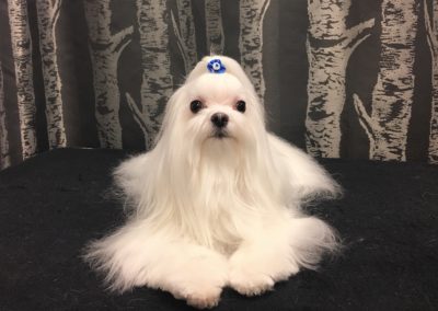 Maltese Groomer