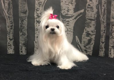 Maltese Tea Cup