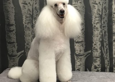 Mini Poodle Groomer
