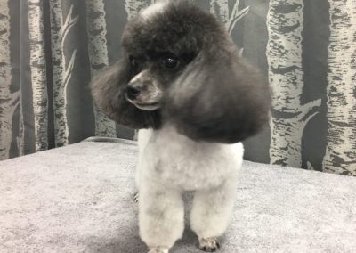 Party Color Toy Poodle