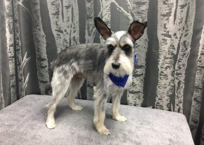 Schnauzer Groomer
