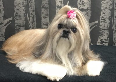 Shih Tzu Groomer