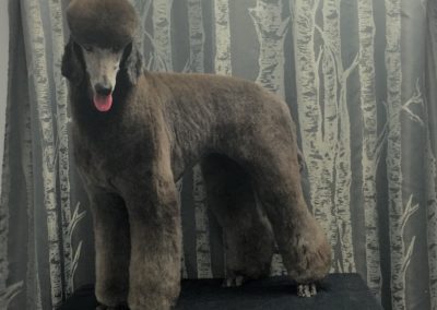 Standard Poodle Grooming