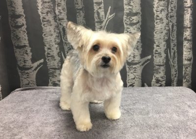 Yorkie Mix Groomer