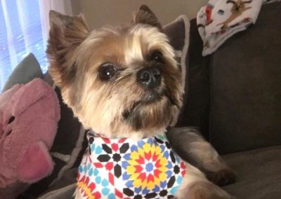 Winter Garden Dog Groomer