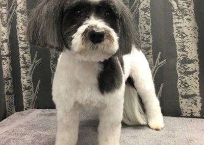 Casselberry Dog Groomer Havanese