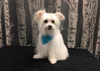 Pomeranian Poodle Windermere Groomer